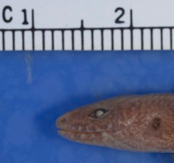 Media type: image;   Herpetology R-37206